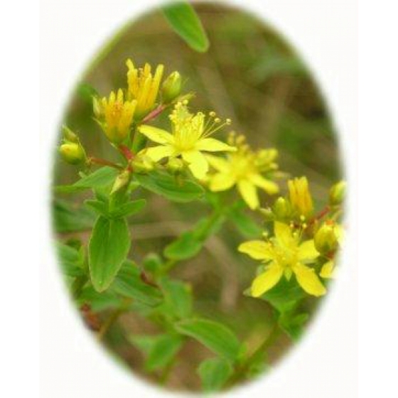 SQUARE STALKED ST JOHNS WORT seeds (hypericum tetrapterum)