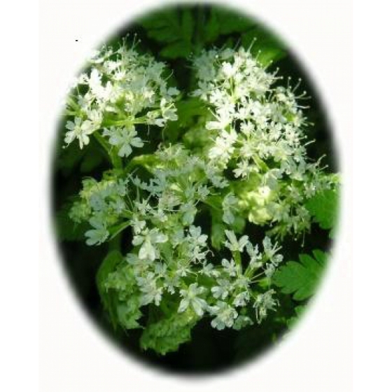 SWEET CICELY seeds (myrrhis odorate)