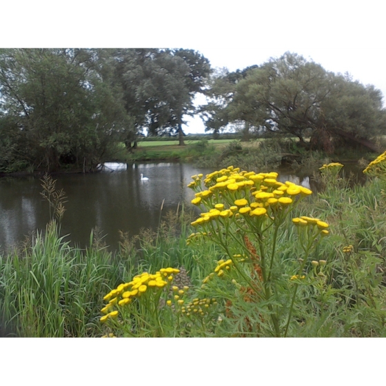 TANSY seeds (tanacetum vulgare)