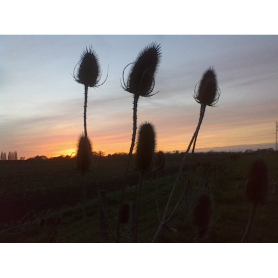 TEASEL seeds (dipsacus fullonum)