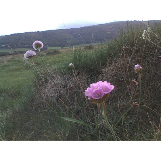 THRIFT seeds (armeria maritima)