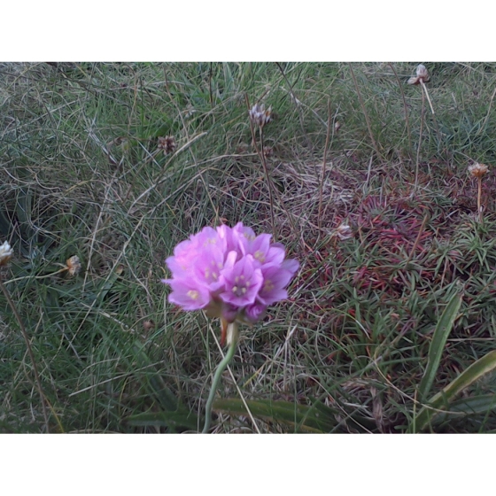 THRIFT seeds (armeria maritima)