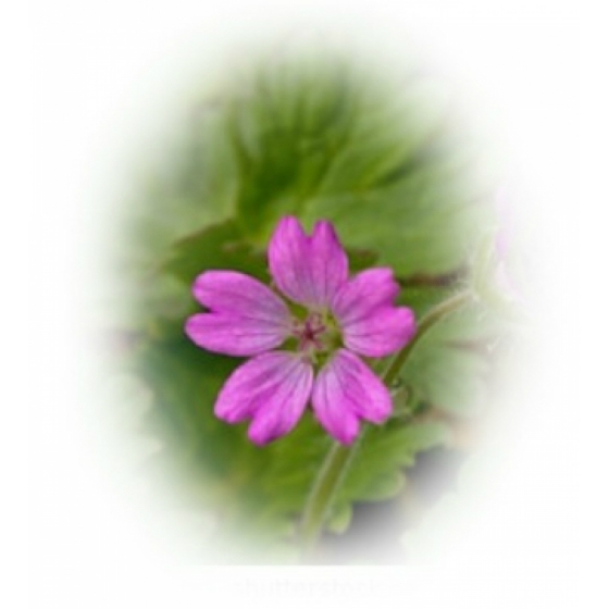 DOVE`S FOOT CRANESBILL SEEDS (geranium molle)