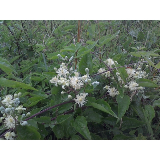 TRAVELLERS JOY seeds (clematis vitalba)