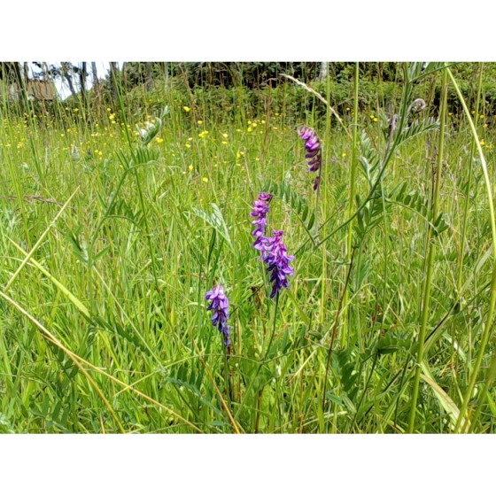 TUFTED VETCH seeds (vicia cracca)