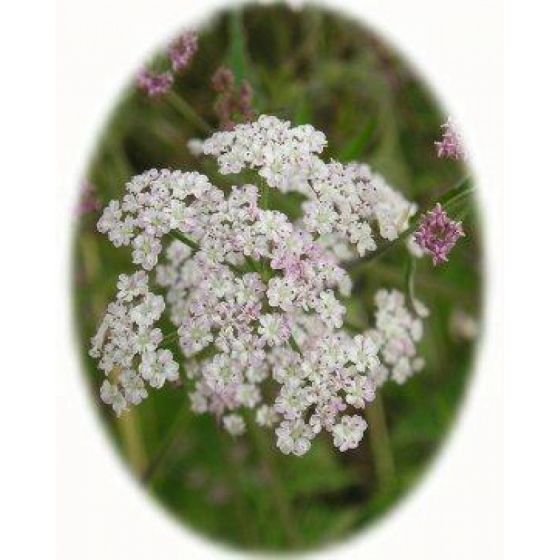 UPRIGHT HEDGE PARSLEY seeds (torilis japonica)