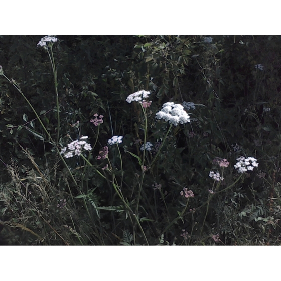 UPRIGHT HEDGE PARSLEY seeds (torilis japonica)