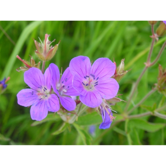 WOOD CRANESBILL seeds (geranium sylvaticum)