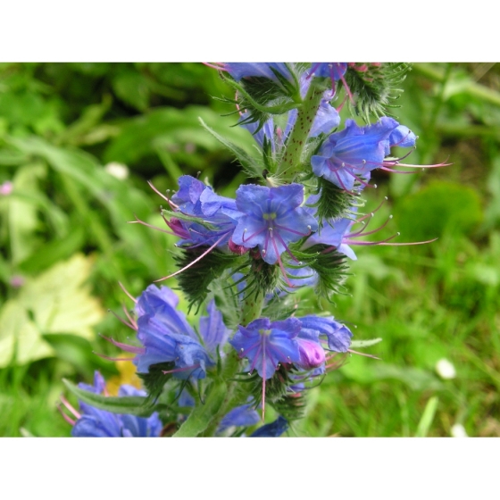 VIPERS BUGLOSS seeds (echium vulgare)