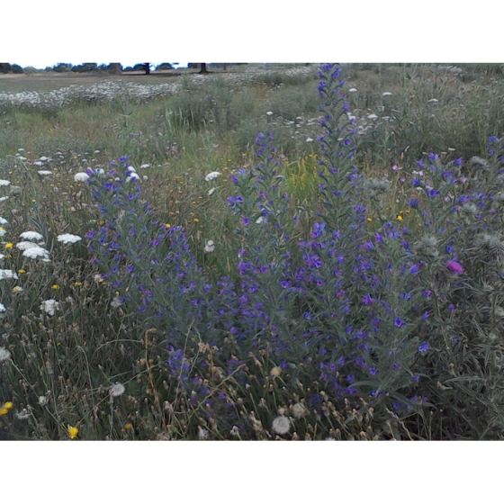 VIPERS BUGLOSS seeds (echium vulgare)