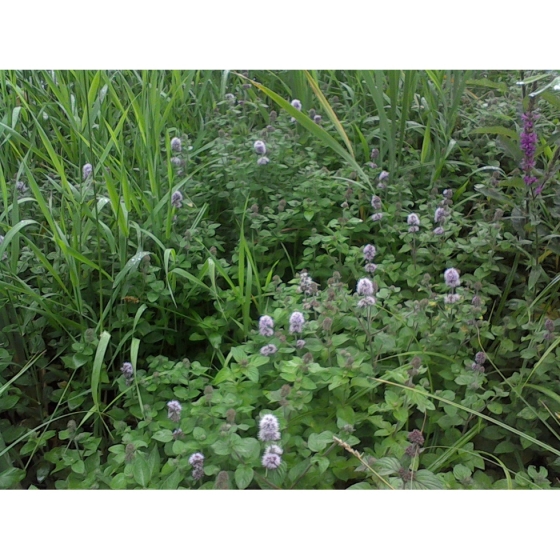 WATER MINT seeds (mentha aquatica)