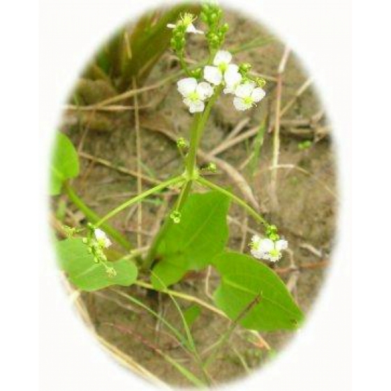 WATER PLANTAIN seeds (alisma plantago-aquatica)