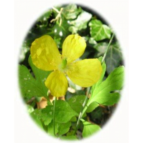 WELSH POPPY seeds (meconopsis cumbrica)