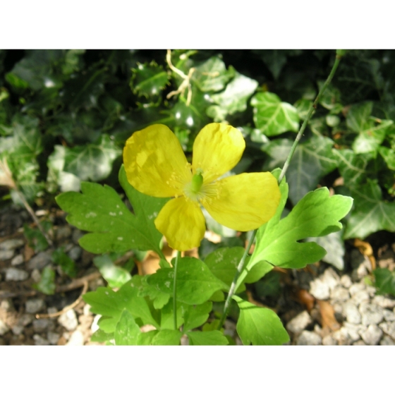 WELSH POPPY seeds (meconopsis cumbrica)