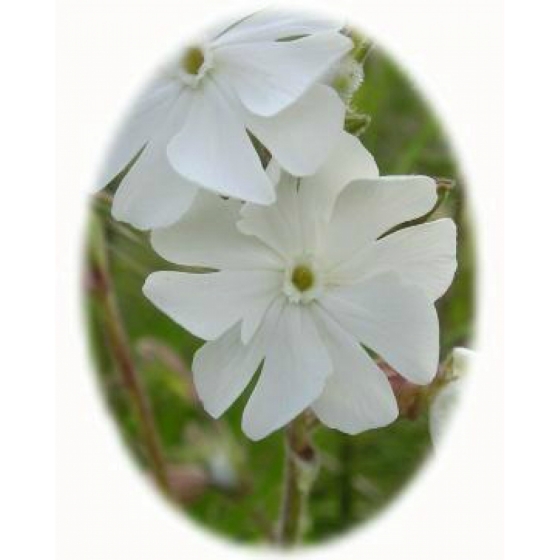 WHITE CAMPION seeds (silene latifolia)
