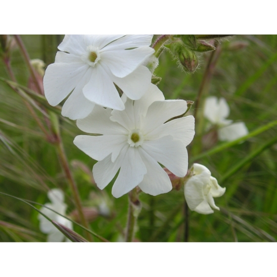 WHITE CAMPION seeds (silene latifolia)