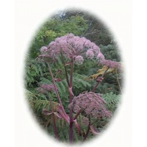 WILD ANGELICA seeds (angelica sylvestris)