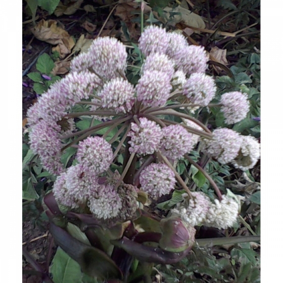 WILD ANGELICA seeds (angelica sylvestris)