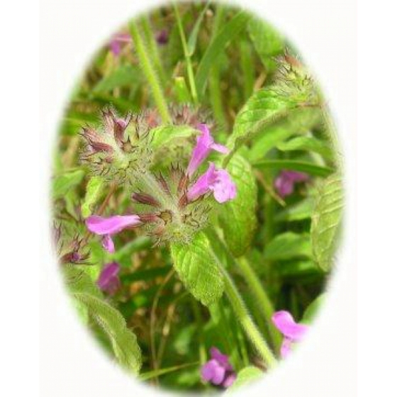 WILD BASIL seeds (clinopodium vulgare)