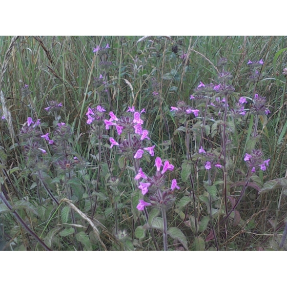 WILD BASIL seeds (clinopodium vulgare)