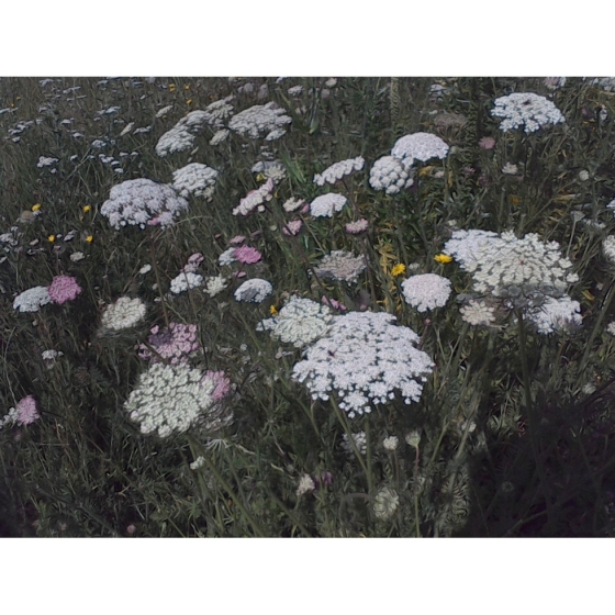 WILD CARROT seeds (daucus carota)