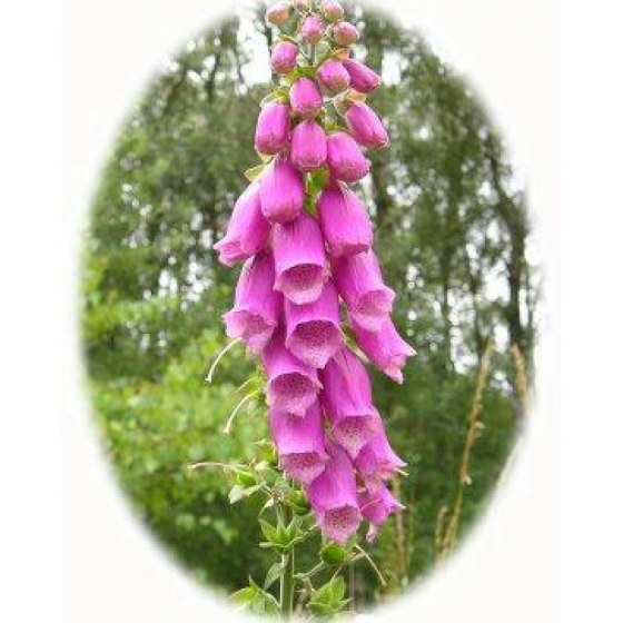 WILD FOXGLOVE seeds (digitalis purpurea)