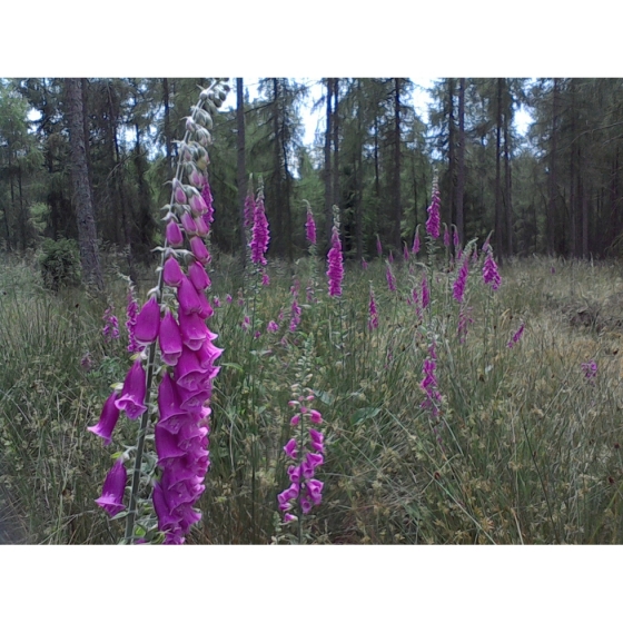 WILD FOXGLOVE seeds (digitalis purpurea)