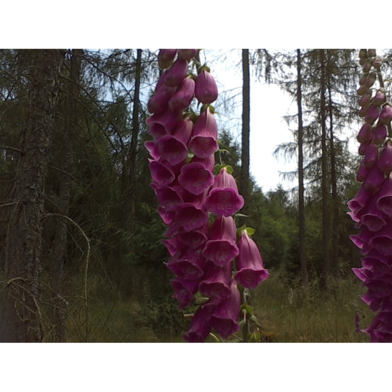 WILD FOXGLOVE seeds (digitalis purpurea)