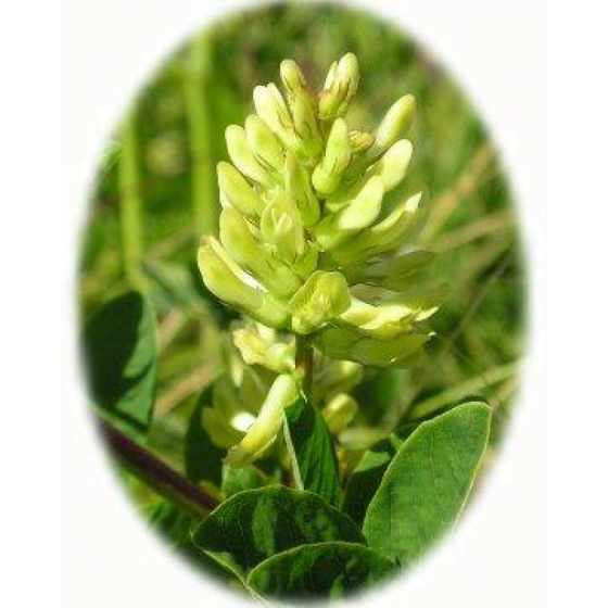 WILD LIQUORICE seeds (astragalus glycphyllos)