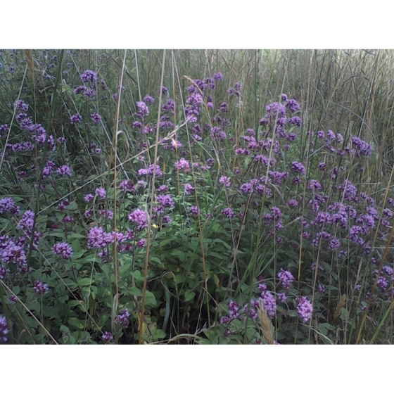 WILD MARJORAM seeds (origanum vulgare)