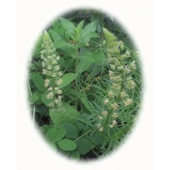 WILD MIGNONETE seeds (reseda lutea)