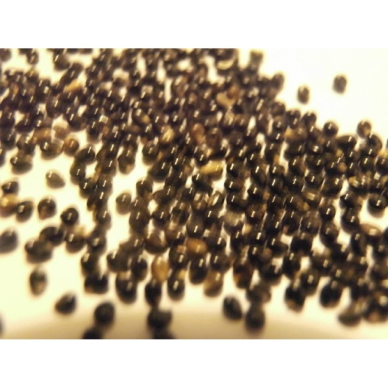 WILD MIGNONETE seeds (reseda lutea)