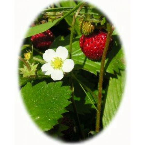 WILD STRAWBERRY seeds (fragaria vesca)