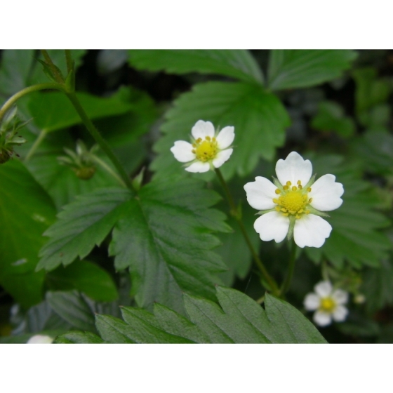 WILD STRAWBERRY seeds (fragaria vesca)