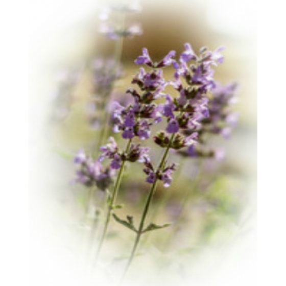 WILD CLARY seeds (Salvia verbenaca)