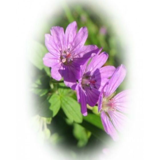 HEDGEROW CRANESBILL seeds (geranium pyrenaicum)