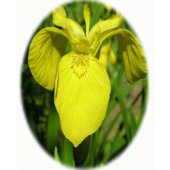 YELLOW FLAG IRIS seeds (iris pseudaconus)