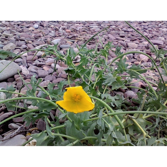 YELLOW HORNED POPPY seeds (glaucium flavum)