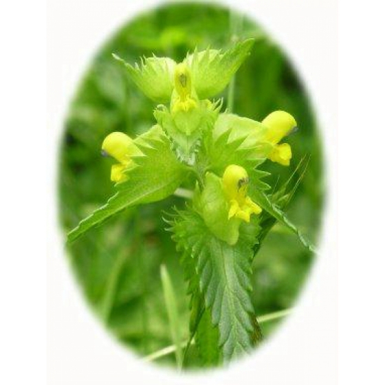 YELLOW RATTLE seeds 2023 harvest (rhinanthus minor)