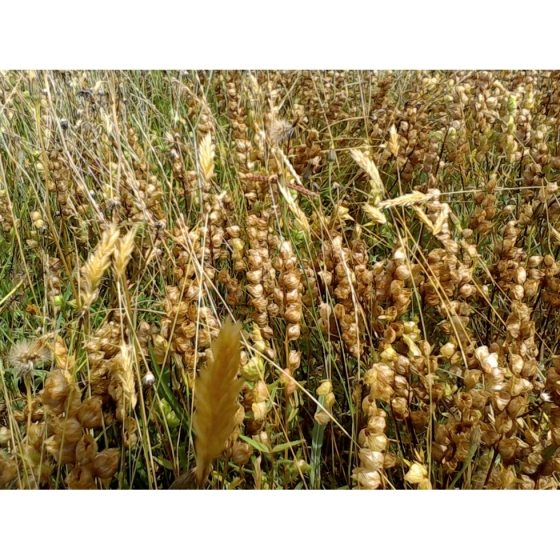 YELLOW RATTLE seeds 2023 harvest (rhinanthus minor)