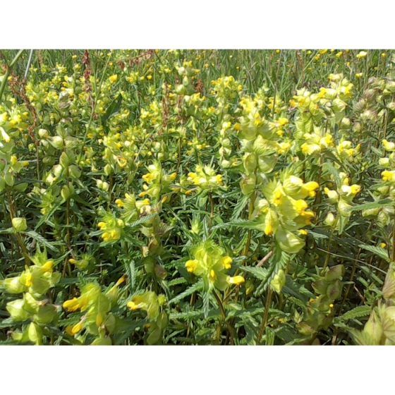 YELLOW RATTLE seeds 2023 harvest (rhinanthus minor)