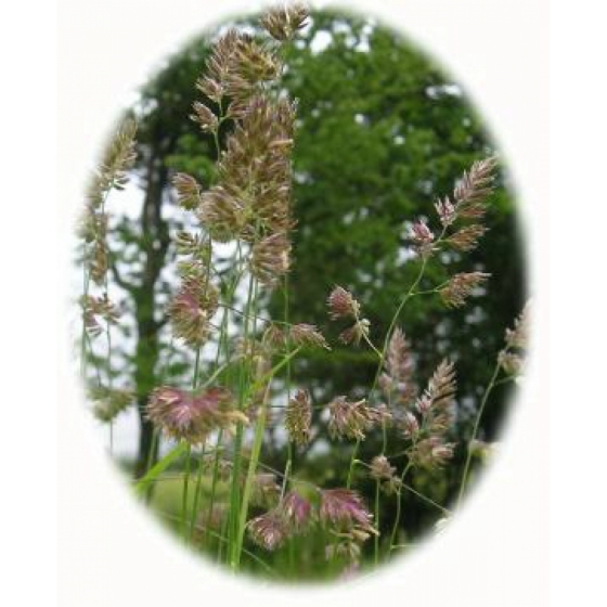 Cocksfoot (dactylis glomerata)