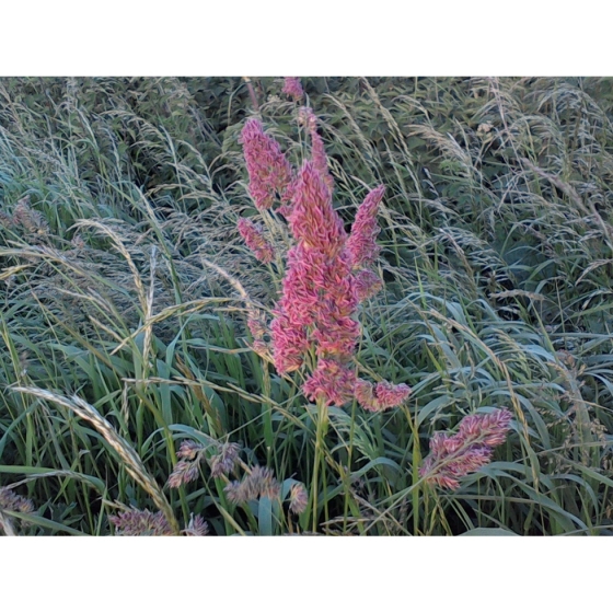 Cocksfoot (dactylis glomerata)