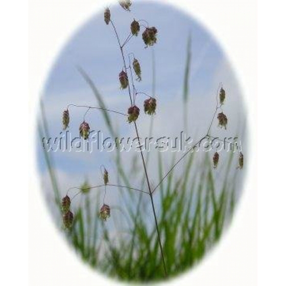 Quaking grass (briza media)