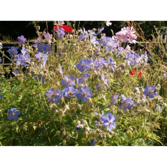 Plant Plug selection for cottage gardens from Wildflowers UK.