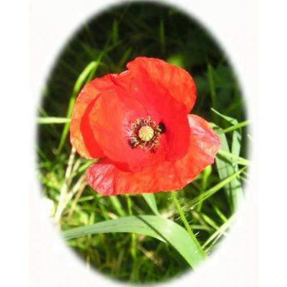 Poppy and Cornflower Seeds