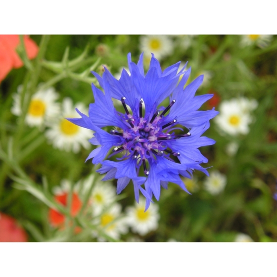 Poppy and Cornflower Seeds