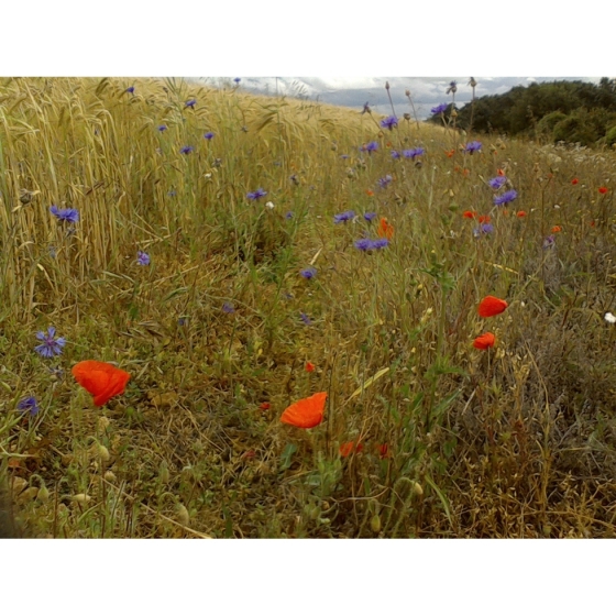 Poppy and Cornflower Seeds