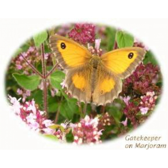 Breeding Butterflies Selection