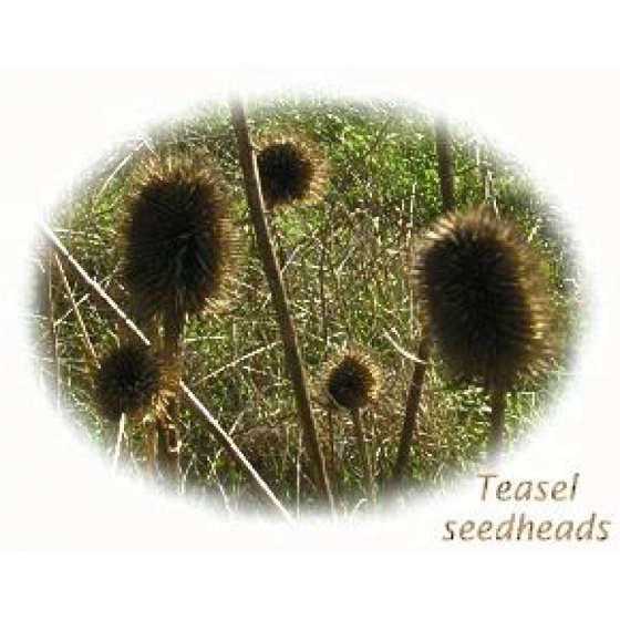 Attractive Seed Head Selection